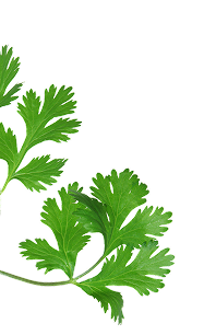 coriander